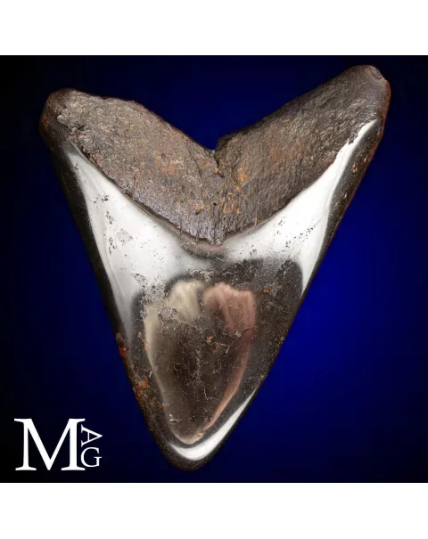 Dente Fossile di Megalodonte – North Carolina