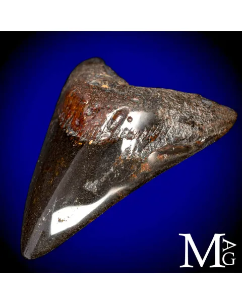 Dente Fossile di Megalodonte – North Carolina