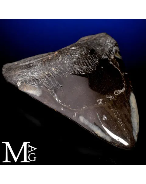 Dente fossile di Megalodonte.