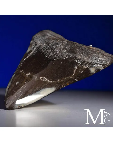 Dente fossile di Megalodonte.