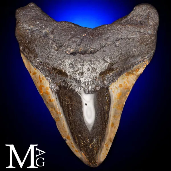 Dente fossile di Megalodonte.
