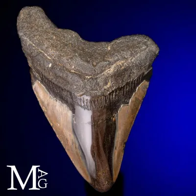 Dente Fossile di Megalodonte.