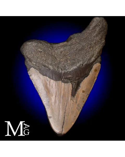 Dente Fossile di Megalodonte.
