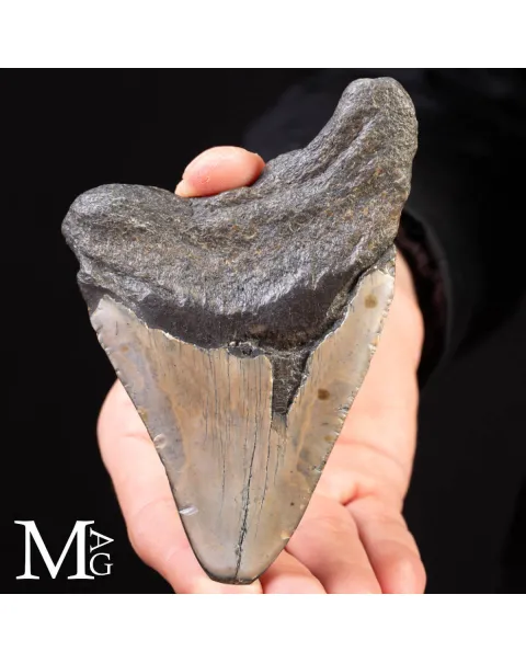 Dente Fossile di Megalodonte.