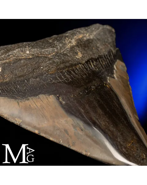 Dente Fossile di Megalodonte.