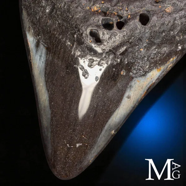 Dente fossile di Otodus megalodon – North Carolina, USA
