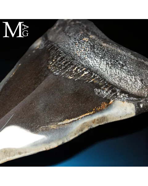 Dente fossile di Otodus Megalodon – North Carolina, USA
