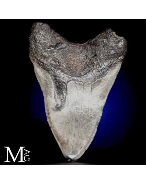 Dente fossile di Otodus Megalodon – North Carolina, USA