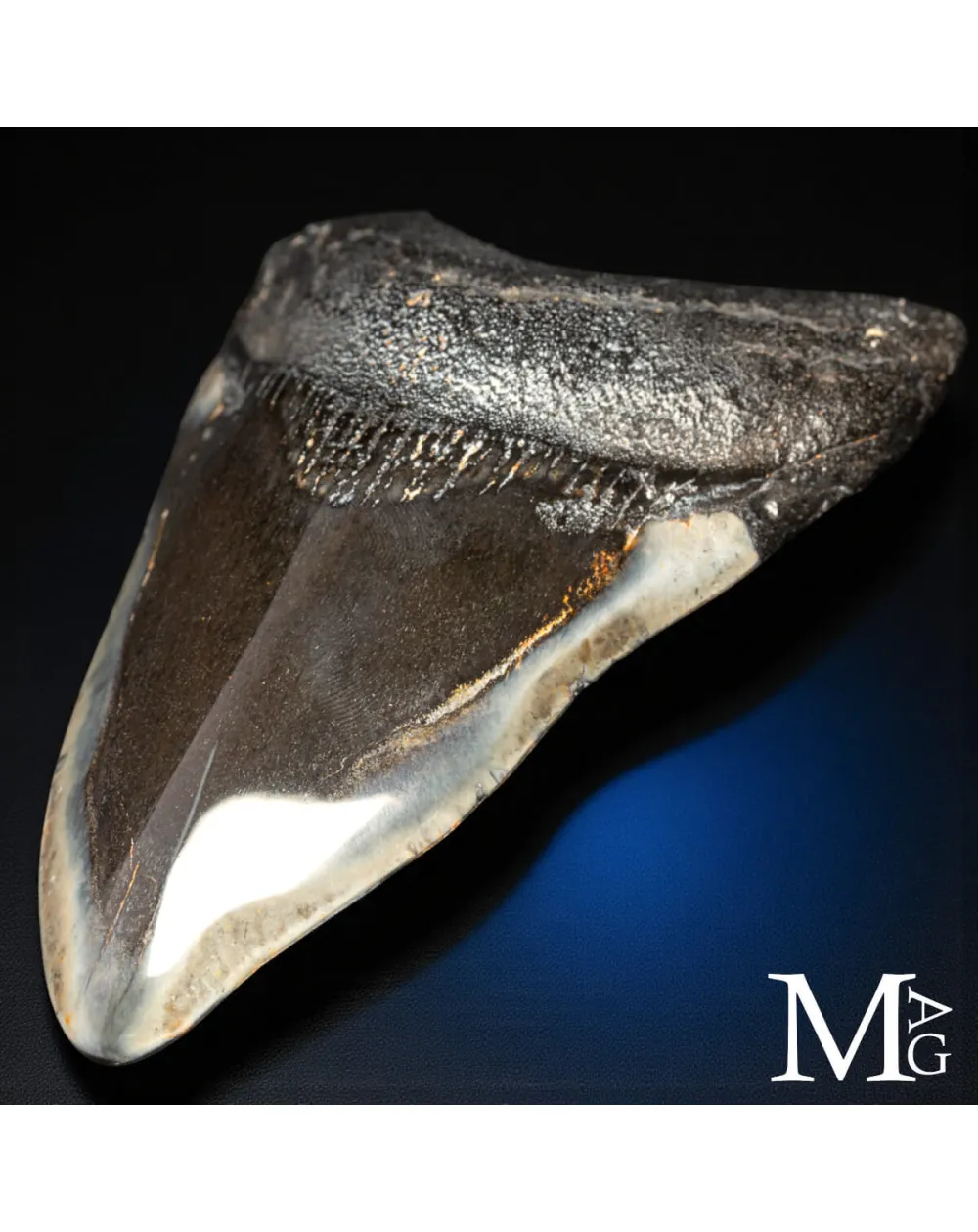Dente fossile di Otodus Megalodon – North Carolina, USA