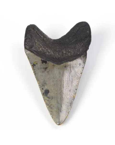 Dente di Megalodonte