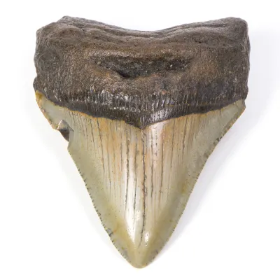 Dente di Megalodonte
