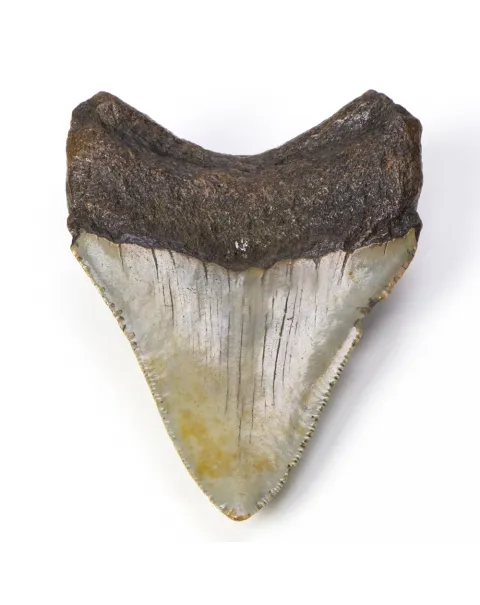 Dente di Megalodonte
