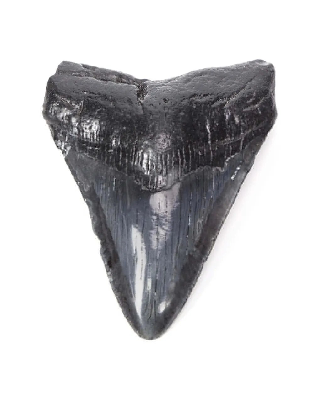 Dente di Megalodonte
