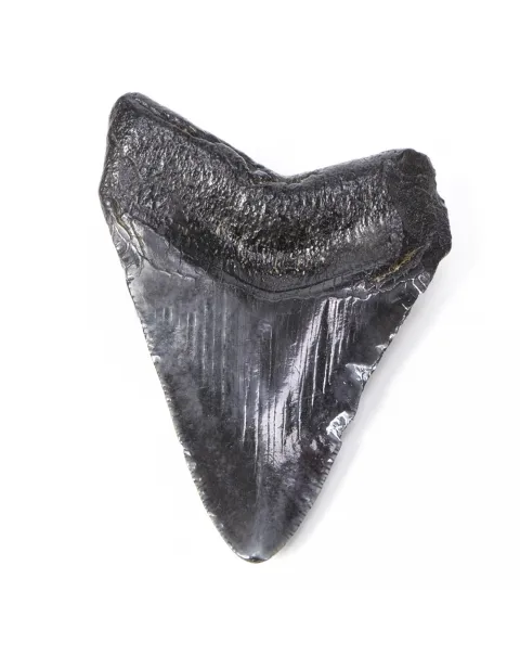 Dente di Megalodonte