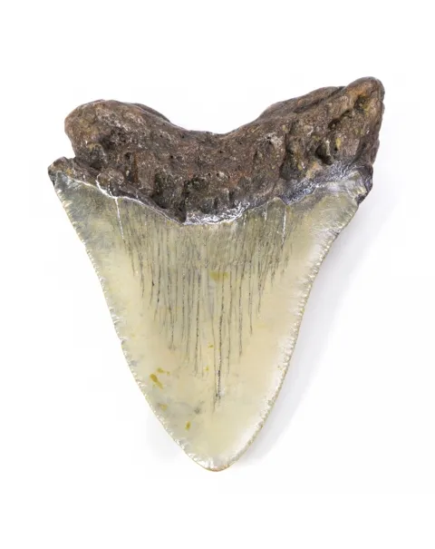 Dente di Megalodonte