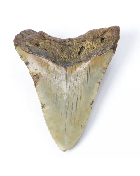 Dente di Megalodonte