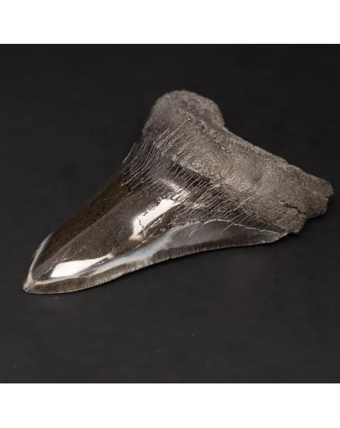 Dente Fossile di Megalodonte: Otodus Megalodon Epoca Miocenica.