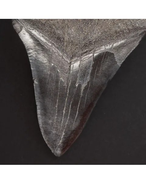 Dente Fossile di Megalodonte: Otodus Megalodon Epoca Miocenica.
