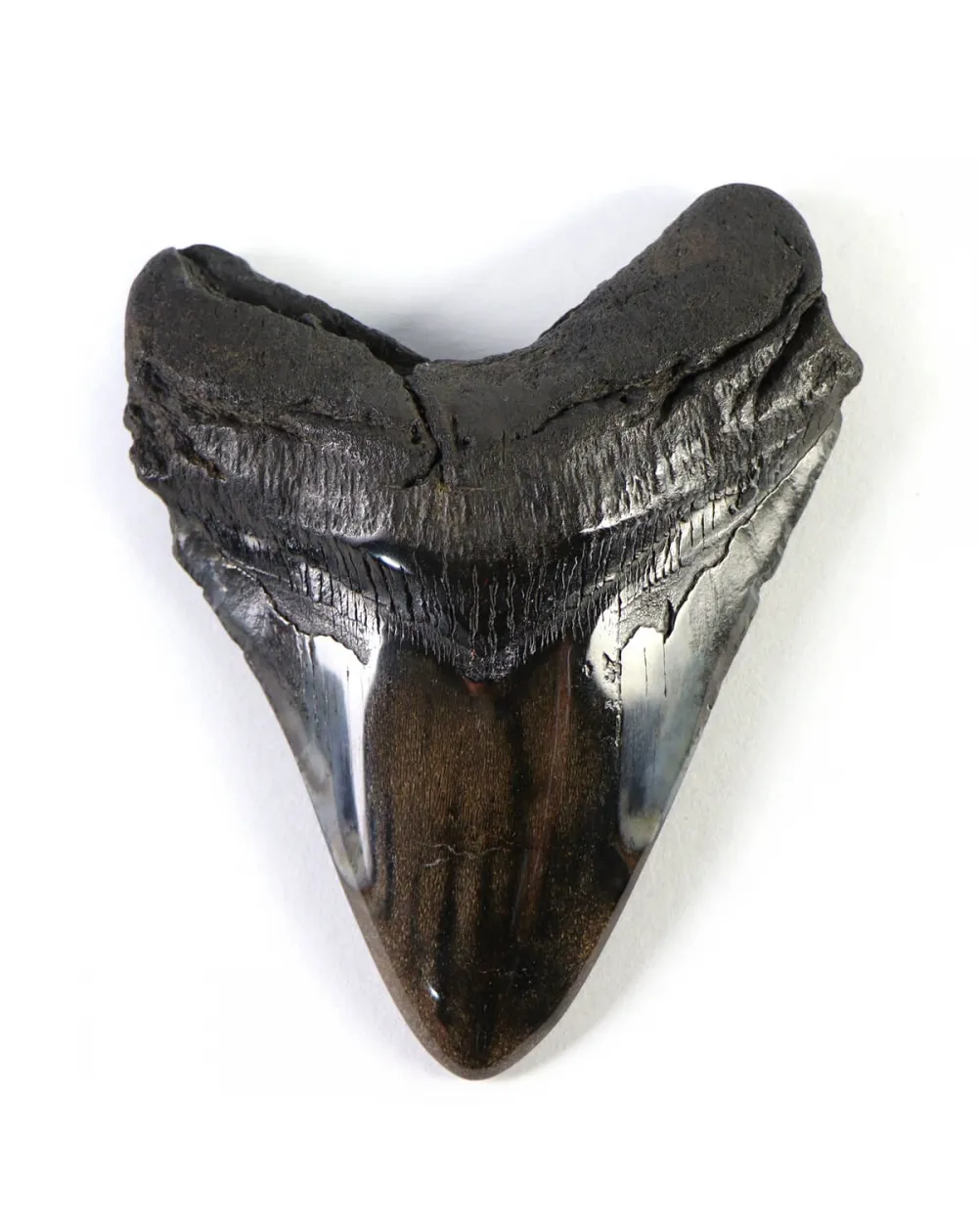 Dente di Megalodonte