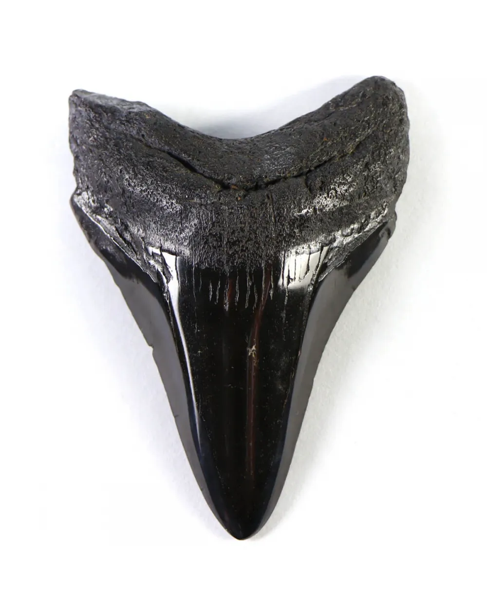 Dente di Megalodonte
