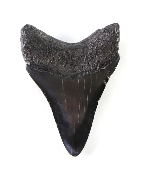 Dente di Megalodonte