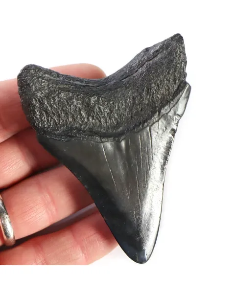 Dente di Megalodonte