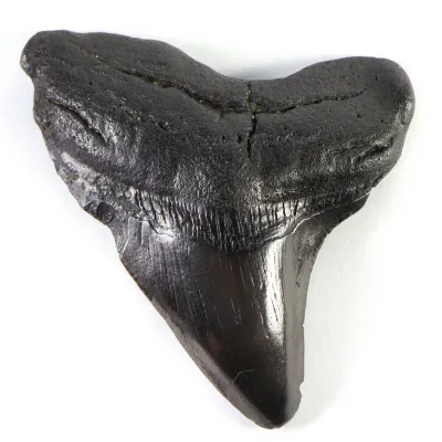 Dente di Megalodonte