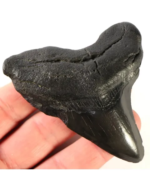 Dente di Megalodonte