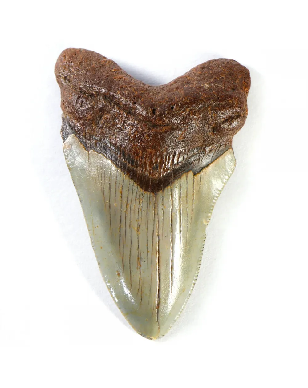Dente di Megalodonte
