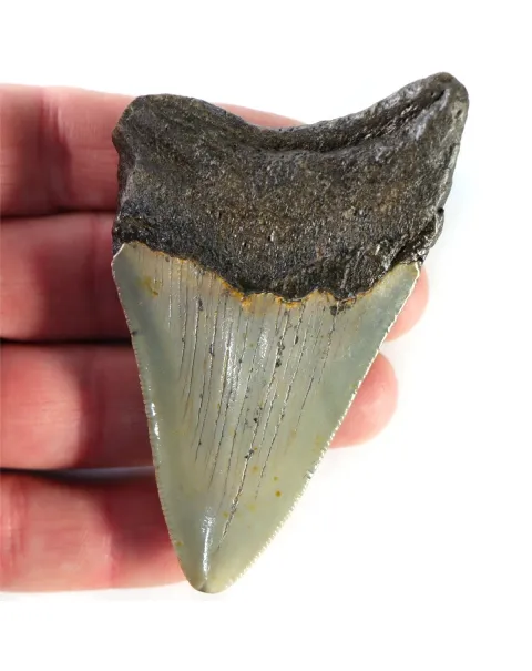 Dente di Megalodonte