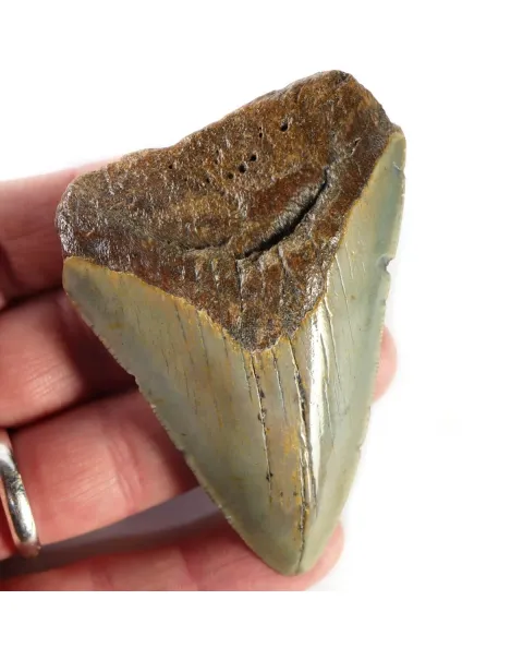 Dente di Megalodonte