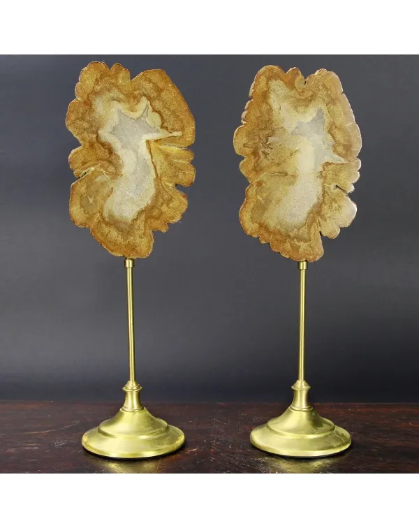 Lastre Legno Fossile