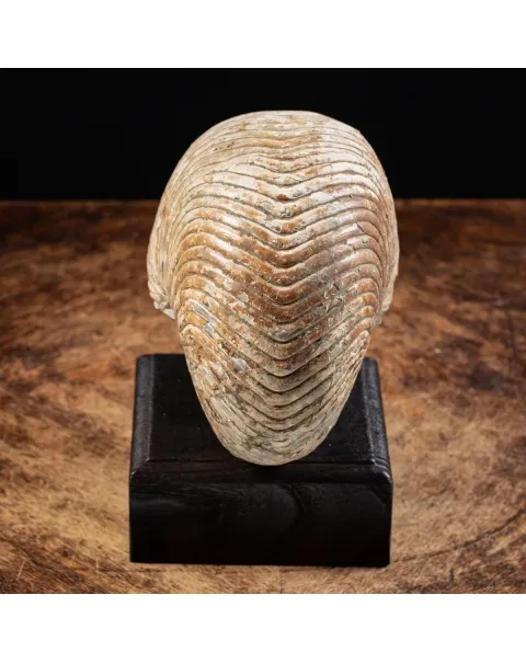 Nautiloide Fossile - Cymatoceras