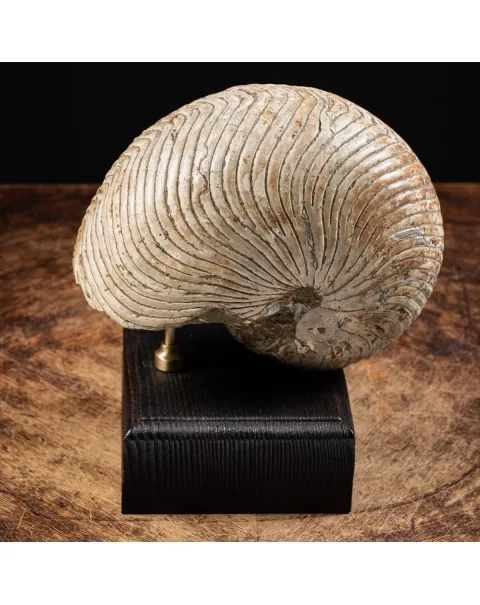 Nautiloide Fossile - Cymatoceras