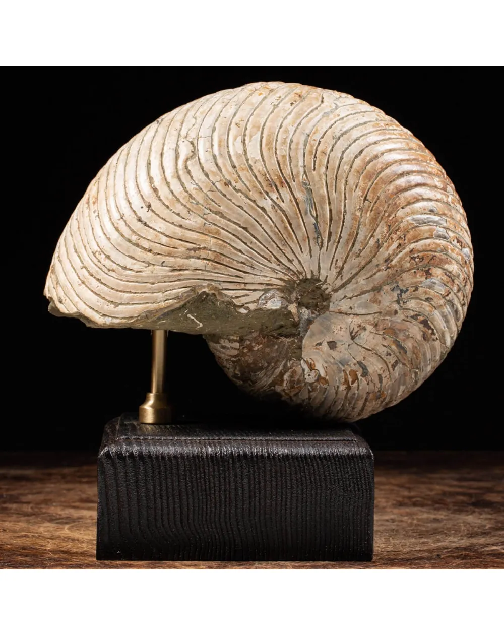 Nautiloide Fossile - Cymatoceras