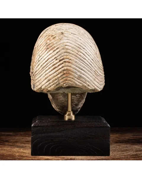 Nautiloide Fossile - Cymatoceras