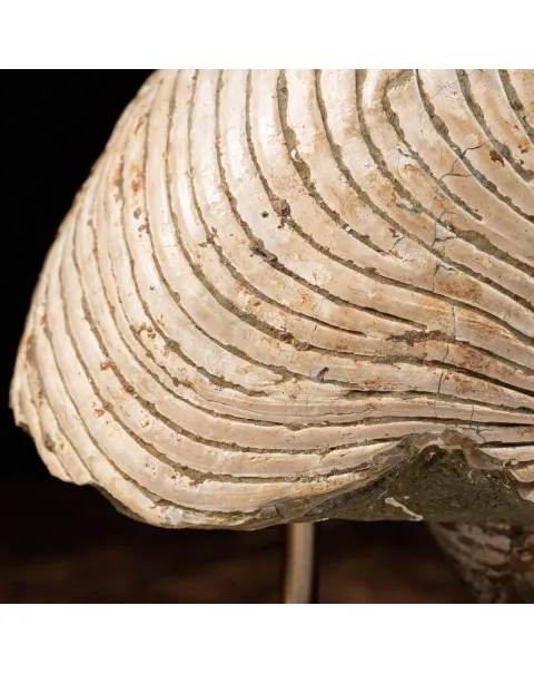 Nautiloide Fossile - Cymatoceras