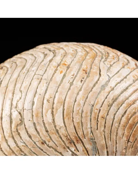 Nautiloide Fossile - Cymatoceras