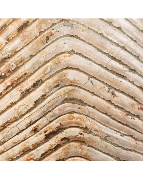 Nautiloide Fossile - Cymatoceras