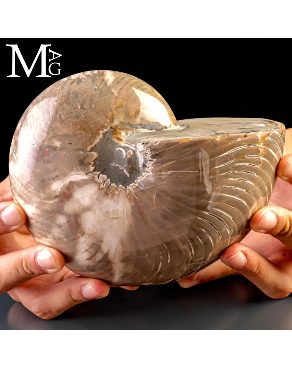 Nautilus Fossile - Riflessi Opalescenti
