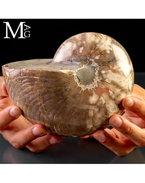 Nautilus Fossile - Riflessi Opalescenti