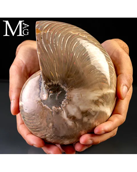 Nautilus Fossile - Riflessi Opalescenti