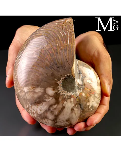 Nautilus Fossile - Riflessi Opalescenti