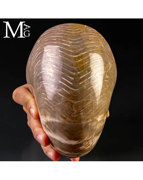 Nautilus Fossile - Riflessi Opalescenti