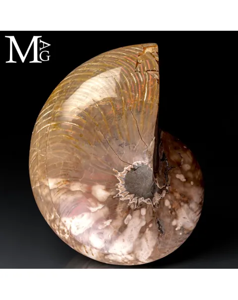 Nautilus Fossile - Riflessi Opalescenti