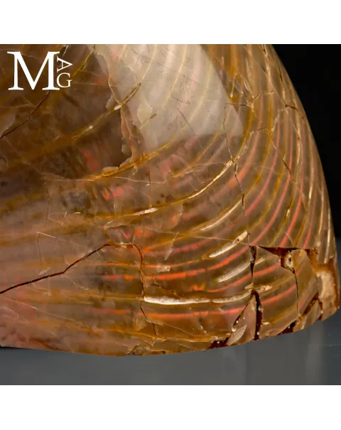 Nautilus Fossile - Riflessi Opalescenti