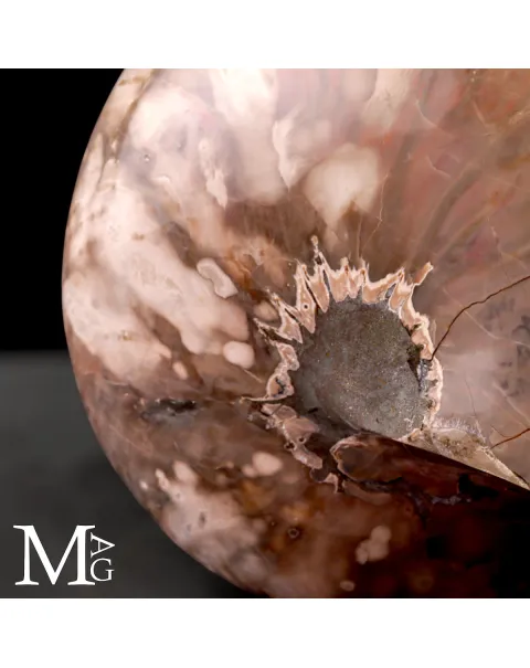Nautilus Fossile - Riflessi Opalescenti