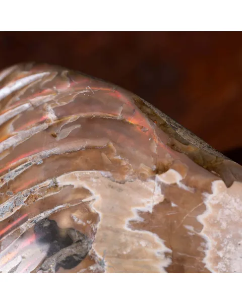 Nautilus fossile - Cymatoceras specie