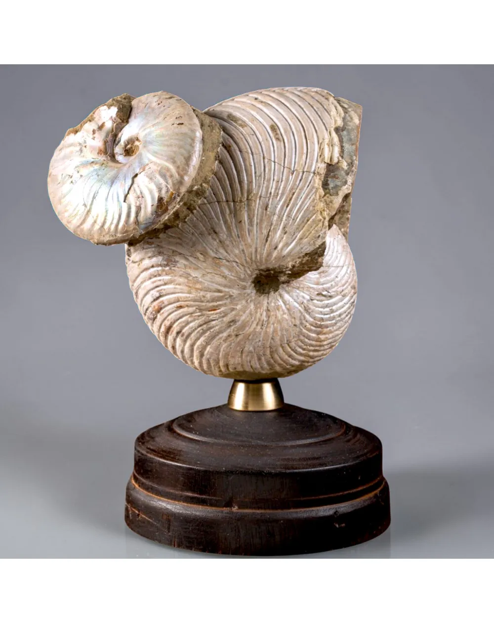 Nautilus fossile con ammonite Cleoniceras opalescente
