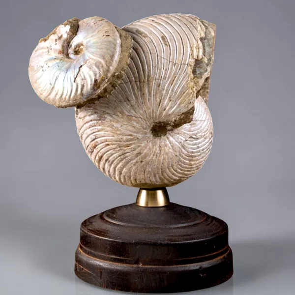 Nautilus fossile con ammonite Cleoniceras opalescente